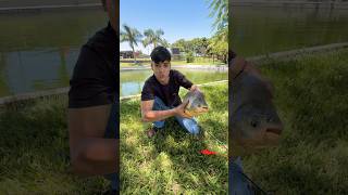 GUI NOBRE PESCOU PEIXE ENORME NA FAZENDA BLACKSTONE