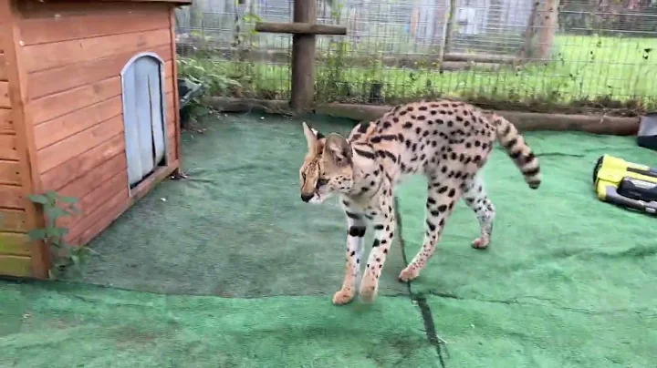 Watch the video about Our African Serval Stud MURCÍELAGO. He enjoys a clean 🧼 enclosure! We have African Serval Kittens