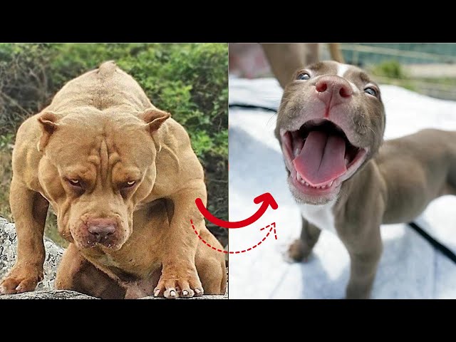 Animals Transform In Expectations Vs Reality | Try To Be Cool But Eh TikTok Compilation class=