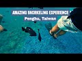 Snorkeling Surprise! Close Call with Poisonous Puffer Fish in Penghu, Taiwan