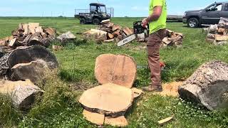 Tree Monkey 500i (second tank) vs 066 Red light
