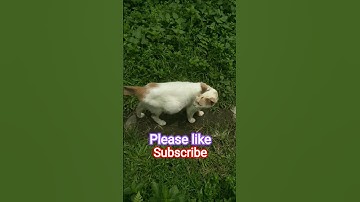 Aaj sali ko pool mein le gaya maal lag rahi hai! 😂💦 #monkeyvlog​ #funnyshorts​ #poolvlog​ #veo3