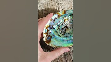 Abalone Shell Benefits & Properties #Shorts
