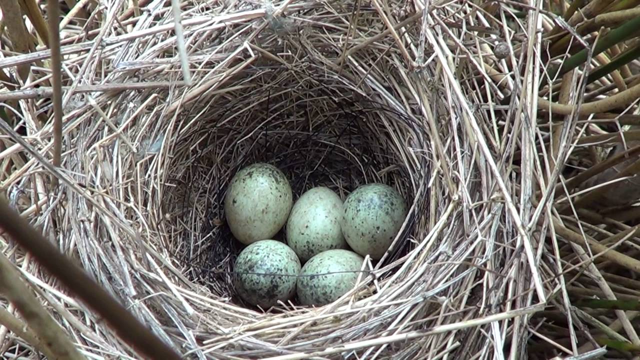 common whitethroat nest and eggs 