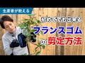 【生産者が教える】フランスゴム（ゴムの木）の剪定方法
