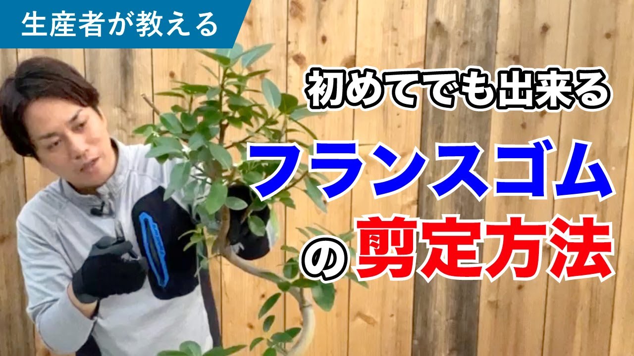 ゴムの木引取先決定 ゴムの木の剪定方法は？最適な時期や注意点、お手入れ方法を解説