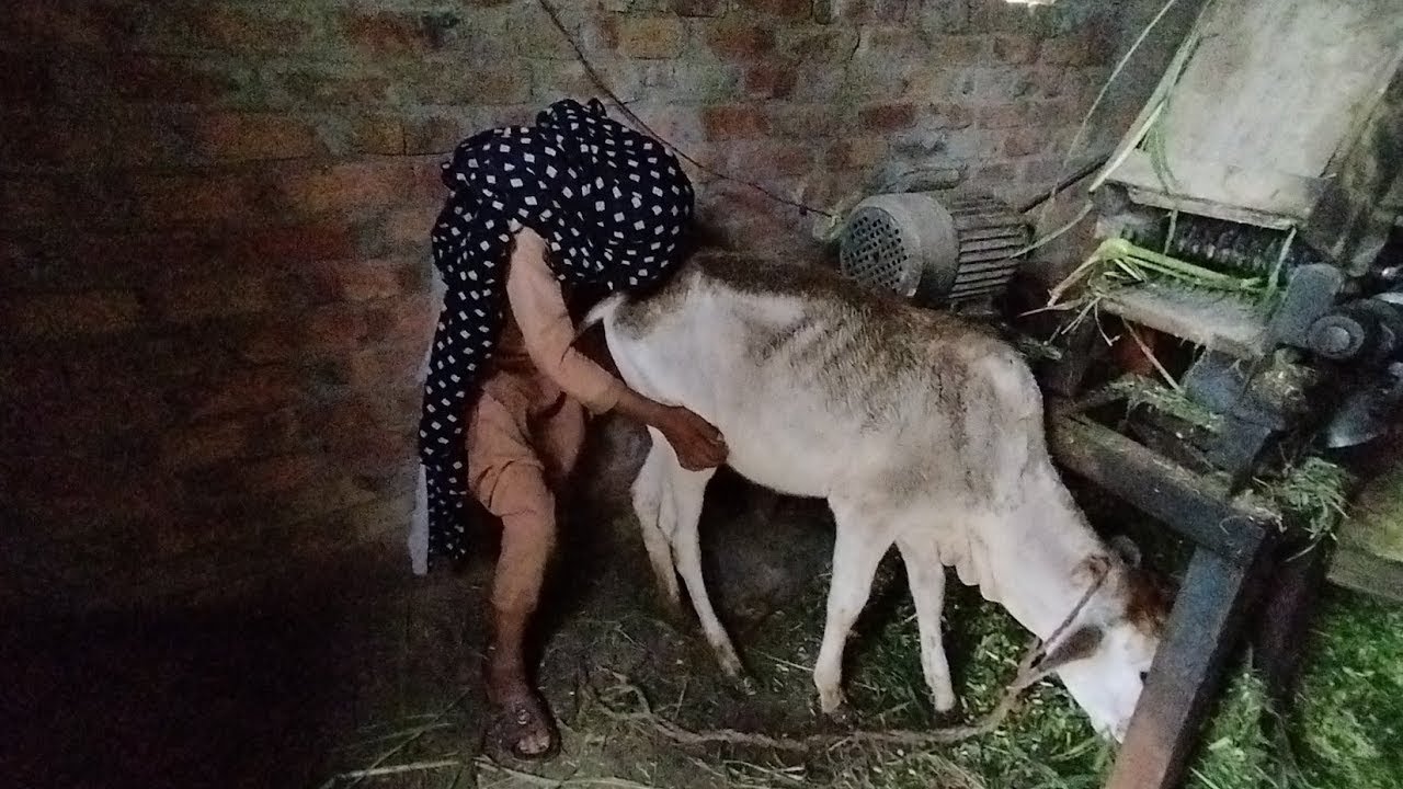 Fun Boy Playing Cow Baby and Lot Of fun 😁😁