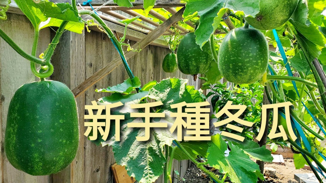 新手種冬瓜 今年是我第一次種冬瓜 來看看我的收成 First Time Growing Wintermelons Youtube