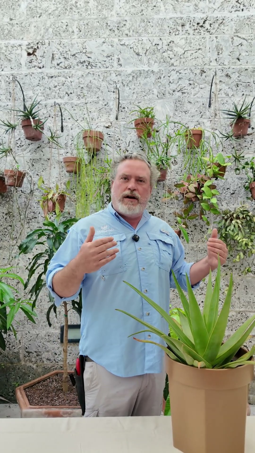 ☆Aloe purpurea Mauritius 激レア 幹立ち☆☆☆☆ This aloe from Mauritius is rarer than you think #YourTubeShorts