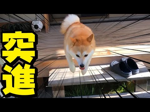 ［闘病47日目］こまめが元気になると嬉くてママに何度も飛び込んでくるちくわ