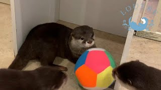 【双子のカワウソ】おだしVSおつゆVSぼぶ　Otter  Odashi vs  Otsuyu vs  Bob