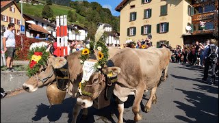 Alpabzug - Alpabfahrt Switzerland Cow Parade 2022 | 4K 60fps Video