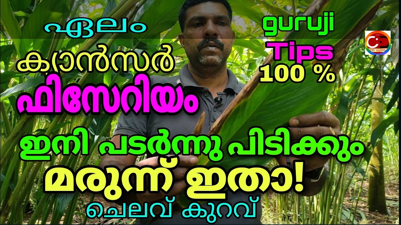 ഏലം ക്യാൻസർ ഫിസേറിയം ഇനി പടർന്നു പിടിക്കും മരുന്ന് ഇതാ/ ചെലവ് കുറവ്