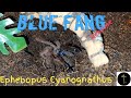 Ephebopus cyanognathus blue fang tarantula rehouse