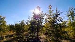 Wild-wild estonian forest / Очень дикий эстонский лес