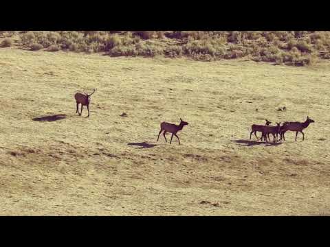 Video Colorado GMU Unit 81 Hunting Information - youtube