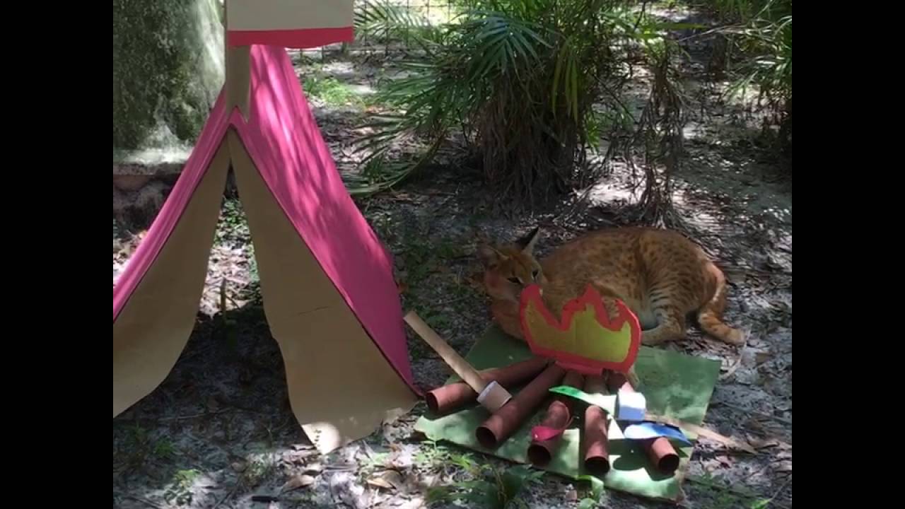 leopard print 2016 Sept 14 Enrichment JoJo