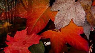 Video thumbnail of "Otoño  -  Antonio Vivaldi"