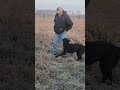 Dogs 101 Labrador Retriever warming up for hunting akc training