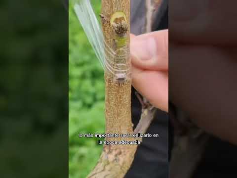 Vídeo: Creixen cactus taronges: diferents tipus de plantes de cactus taronja