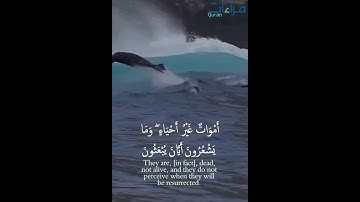 تلاوة تشرح الصدور 🌿 للشيخ ماهر المعيقلي ما تيسر من سورة النحل .