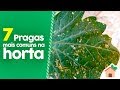 7 PRAGAS mais comuns na HORTA  [SAIBA IDENTIFICAR]