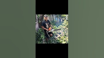 woodcutter skills, firewood processing project #shortvideo #treecutting #chainsawman