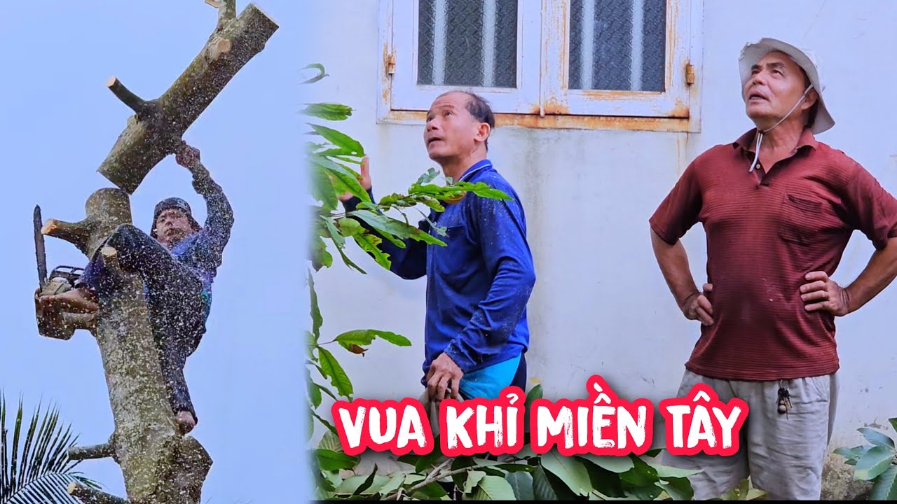 Hồi hộp !!! Vua Khỉ cưa gạ gốc cây Dầu trong không gian chật hẹp.