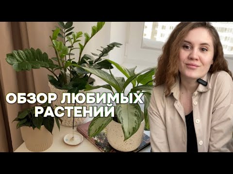 Обзор любимых комнатных растений, растения на кухне и в спальне