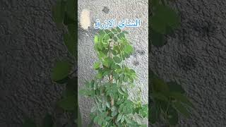 نبات الشاي الازرق