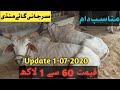 Surjani bhains colony cow mandi 1-july-2020 ||cow mandi update 2020 ||mandi update| گائے منڈی