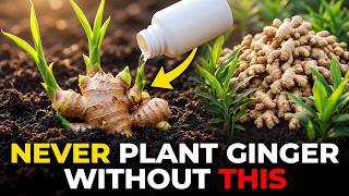 Never Plant Ginger Without This —  For Large Fruits & More Ginger, Do This.