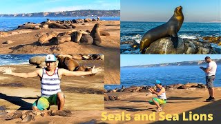 SeaLions in Shell Beach San Diego | #36  رحلة حول جمال امريكا،عجول البحر البحرية