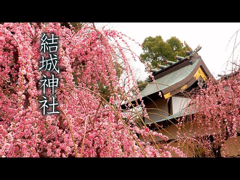 【Plum blossoms】 Weeping plum-trees are in full bloom at Yuki Shrine, Tsu. 津市の結城神社で枝垂れ梅が満開　#4K #しだれ梅