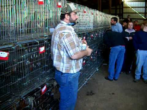 Chicken Auction - YouTube