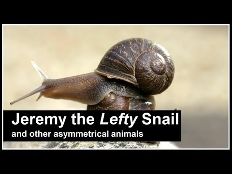 Jeremy the lefty snail and other asymmetrical animals