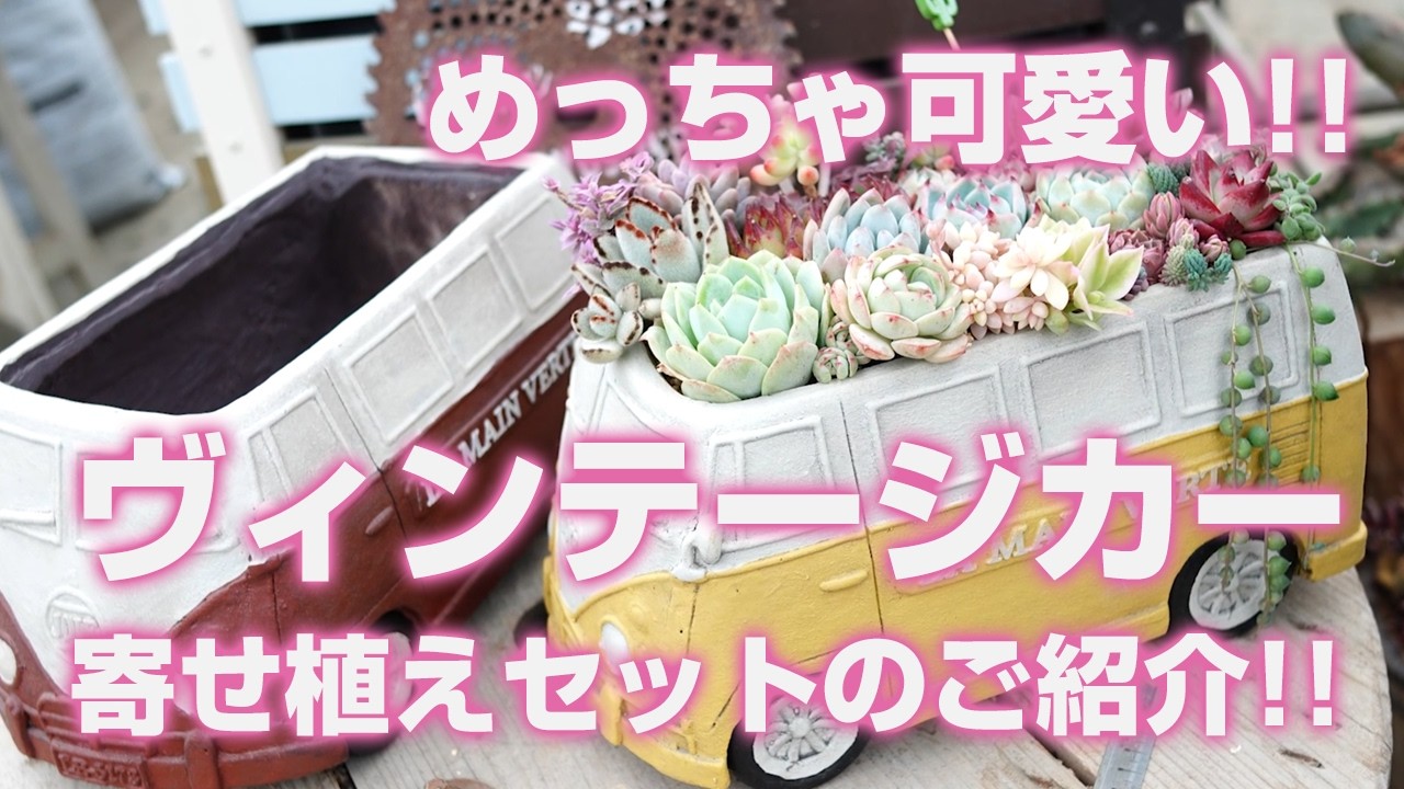 Introducing the Vintage Car Planting Set! [Succulent] Tropical