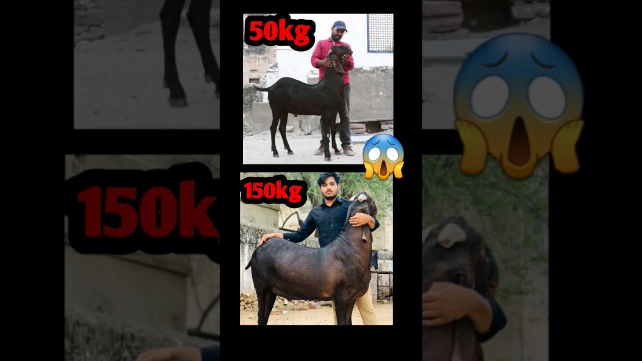 50kg se 150kg Heavyweight Bakra 2023 😱 