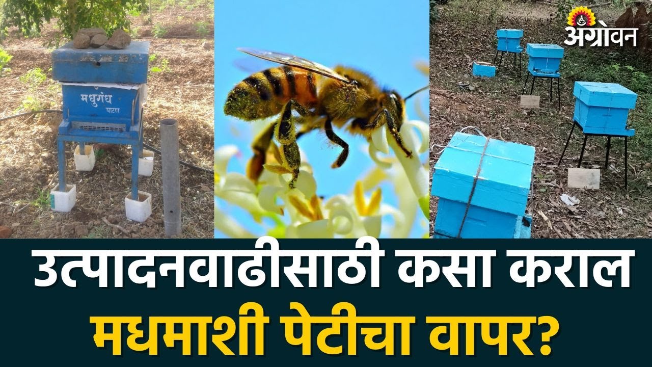 Honey Bee Keeping : बागेत मधमाशीपेटी ठेवा परागीकरण वाढवा|Agrowon