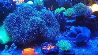 연산호 soft coral 1 screenshot 5