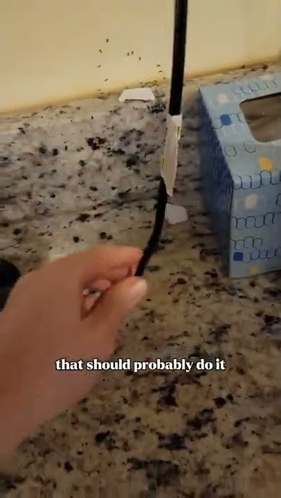How to KILL ants and their colony #shorts #handyman