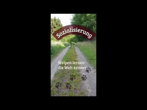 Dagies Welpen Sozialisierungsphase - Seelenhunde Dagie und Zorra - Border Collie hundewelpen - Hund