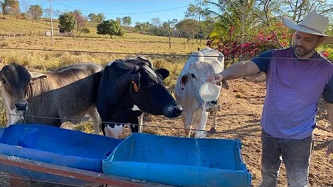 Como fazer ração para gado?
