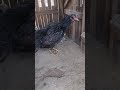 índio exótico esses franguinhos são tops demais 💥💥💥💥🐓