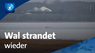 Buckelwahl Strandet Erneut Tier Liegt Vor Wismarer Bucht Im Flachen Wer