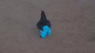 Heres a Chicken Wearing Pants  Videos from The Weather Channel