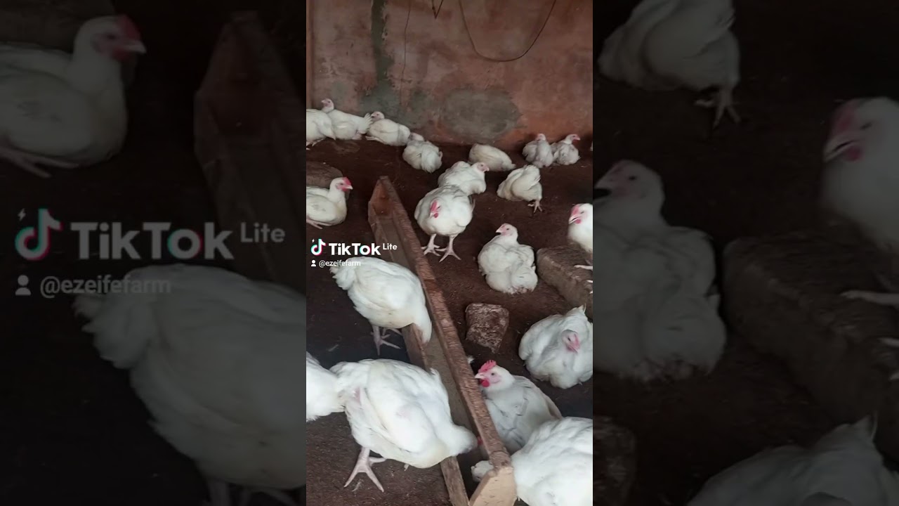 Bulk Broiler Birds Available