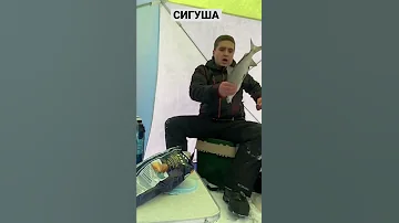 Поймал трофейного сига. Ямальский сиг - пыжьян.