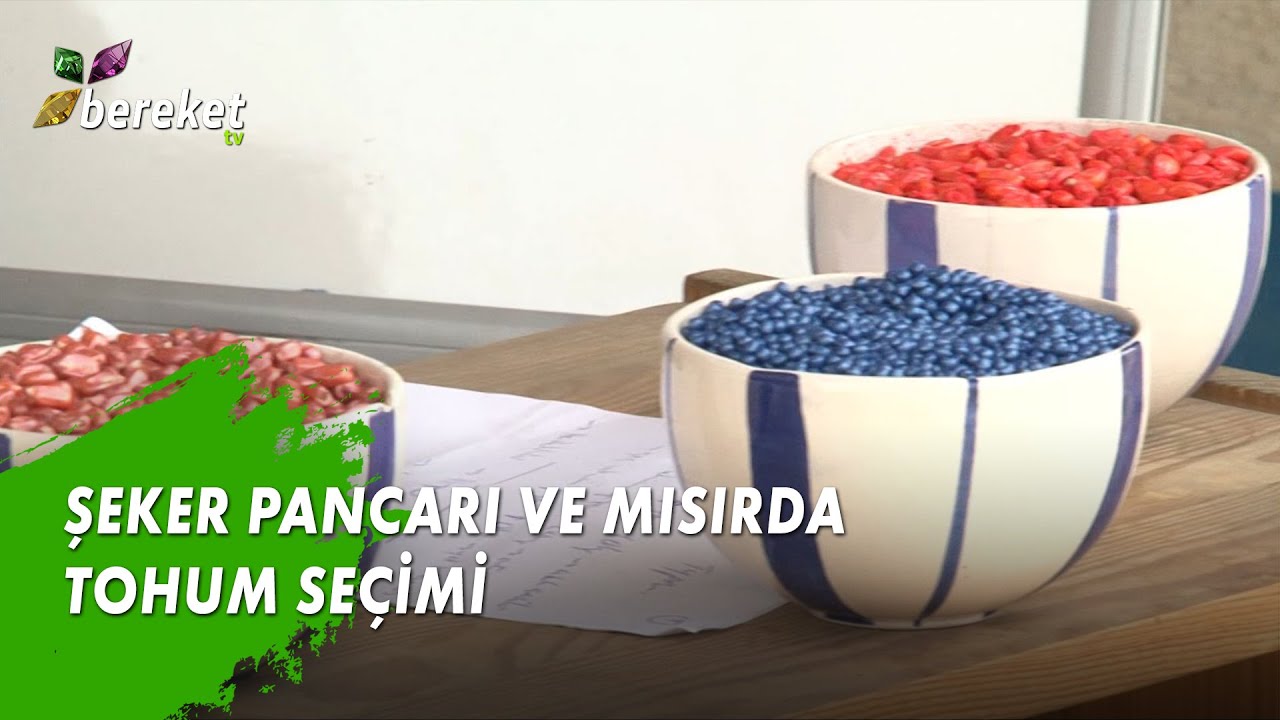 Tarla Günlüğü - Şeker Pancarı ve Mısırda Tohum Seçimi