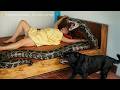 72 hours of confronting a giant python that invaded the farm–giant python lurks beside girl
